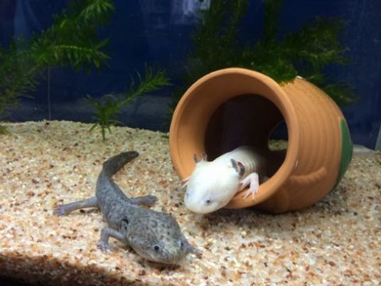 ウーパールーパー水槽