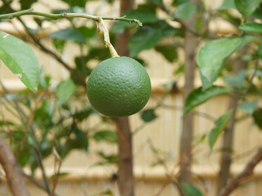 緑色の果実と植物