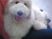 やさしい表情の犬と人