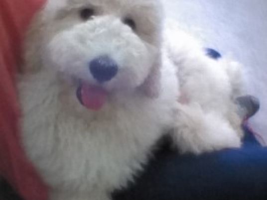 やさしい表情の犬と人