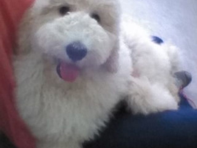 やさしい表情の犬と人 セラピー犬 一緒に笑顔になれる、癒しの瞬間をご提供しています。ここでは、訪れた人と穏やかな時間を過ごせます。