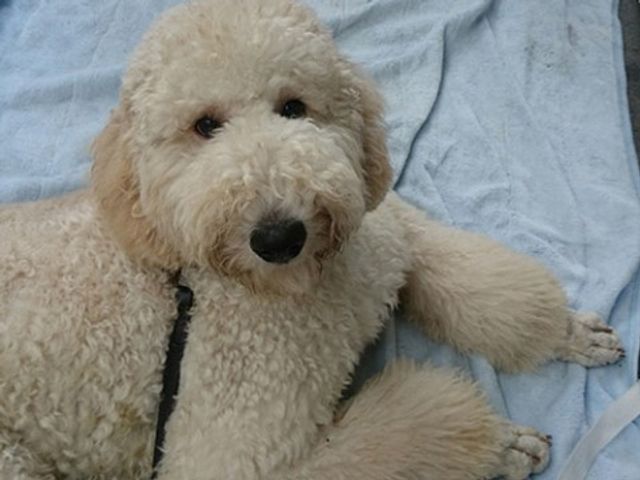 癒しの犬モフモフ笑顔 セラピー犬 優しく見つめる犬が、心を和ませ訪れる方々に安らぎを提供しています。