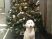クリスマスツリーと犬のぬいぐるみ
