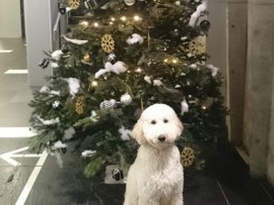 クリスマスツリーと犬のぬいぐるみ