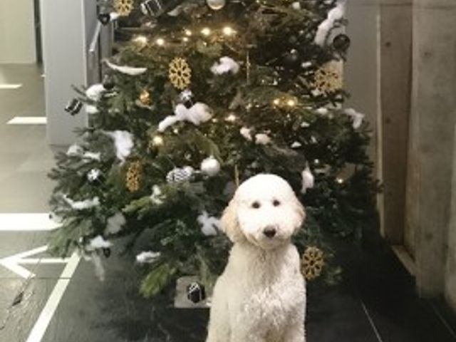 クリスマスツリーと犬のぬいぐるみ クリスマス ロビーに飾られたクリスマスツリーが、訪れる人々を暖かく迎えてくれます。白い犬のぬいぐるみが季節の装飾の一部として加わり、やさしい印象を与えています。