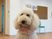 柔らかい雰囲気の犬