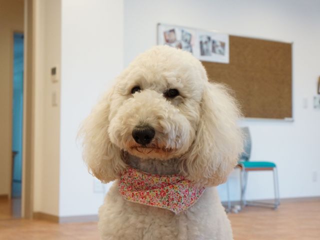 柔らかい雰囲気の犬 セラピー犬 笑顔を絶やさない犬が、訪れる皆様を温かくお迎えします。お仕事中もほっと一息つける、ほぐしの時間を提供しています。