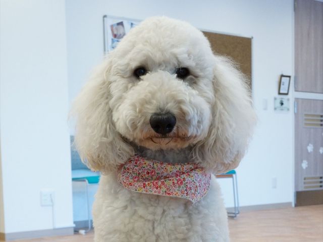 犬がいる明るいロビー 犬 清潔感のあふれるロビーには、優しい顔をした犬がいます。ふわふわの白い毛が心なごむ癒しの存在感を放っています。