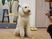 白い大型犬と人の一部