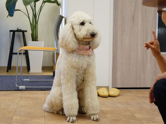 白い大型犬と人の一部