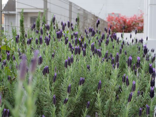 紫の花が咲く中庭風景