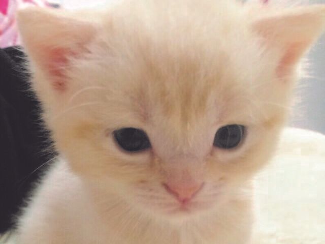小さな白い猫の顔 生活 やさしい目をした可愛らしい猫が、癒しの空間を提供いたします。働きがいのある職場環境です。