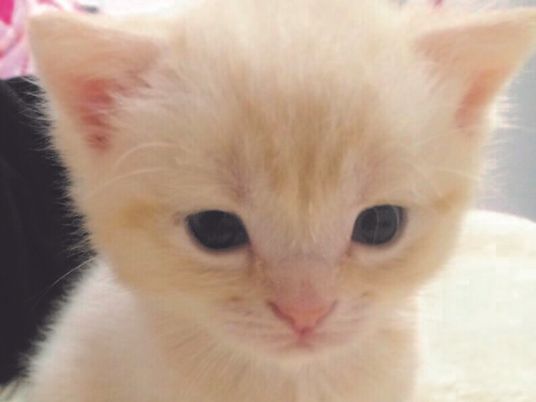 小さな白い猫の顔