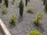中庭の植栽  