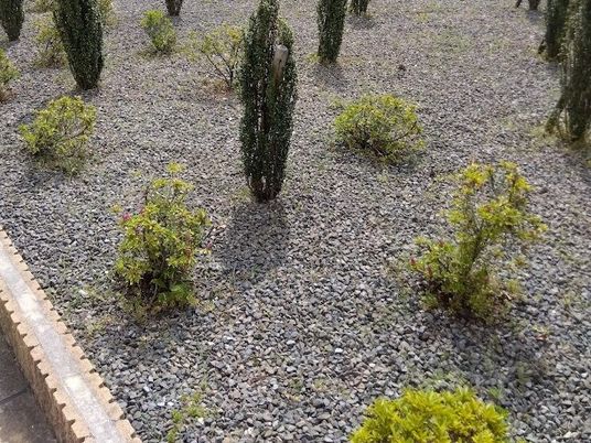 中庭の植栽  