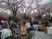 桜の下で集う人々