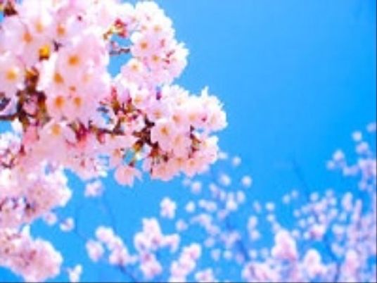 桜と青空の景色