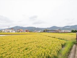 金色の稲穂と山並みの景色