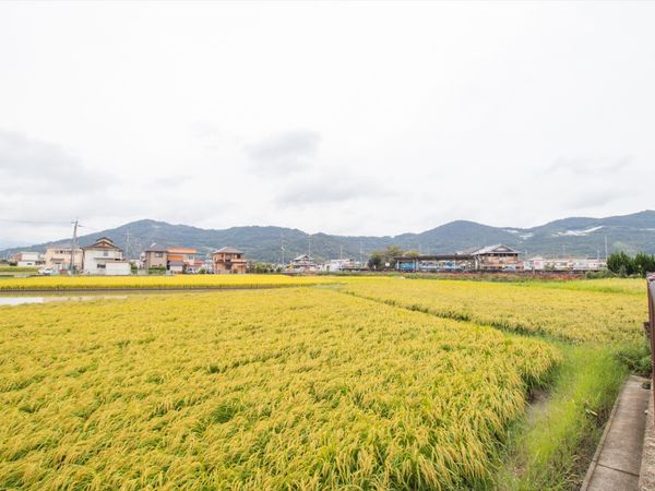 金色の稲穂と山並みの景色