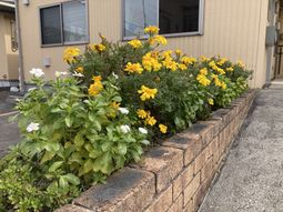 色とりどりの花が咲く庭
