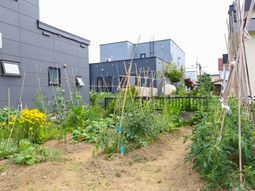 中庭の緑の植物
