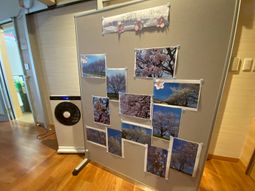 桜の掲示物の一角