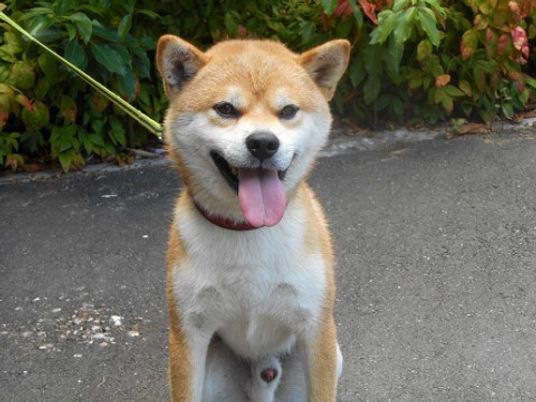 笑顔の柴犬