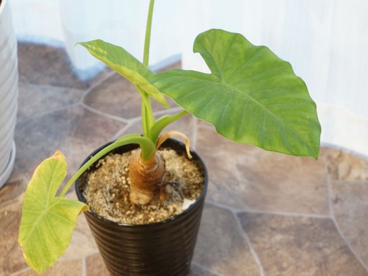 植物とタイルの床