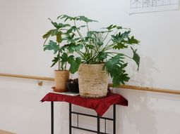 廊下に飾られた観葉植物