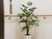 廊下に植物と手すり