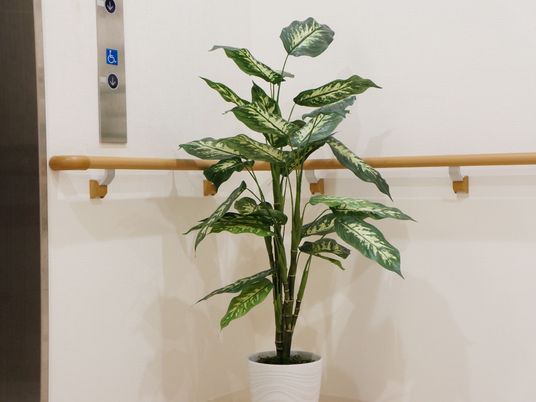 廊下に植物と手すり