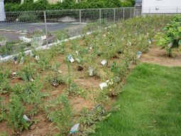 緑豊かな植物園