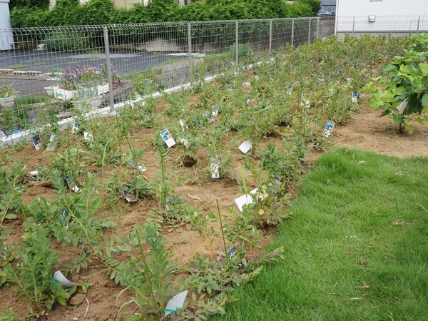 緑豊かな植物園