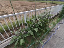 中庭の植物とフェンス