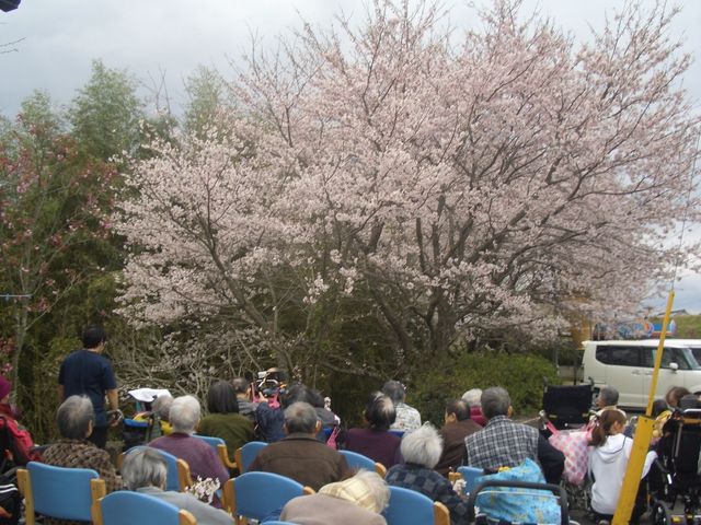 桜と共に春を楽しむ人々 お花見 桜の木の下では、様々な椅子に座る方々が春の訪れを楽しんでおります。穏やかな空気が流れる緑豊かな場所で、心地よい時を過ごせます。