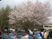 桜と共に春を楽しむ人々