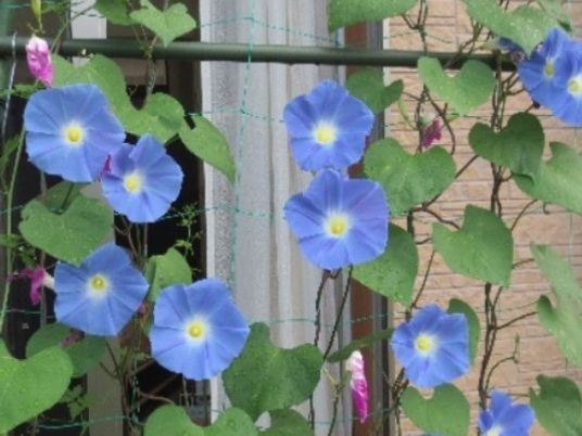 青い花が咲く庭