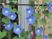 サムネイル 施設の写真 外壁伝いに支柱とネットがセットされグリーンカーテンのような形で、青とピンクの朝顔が育てられて見事な花を咲かせている。