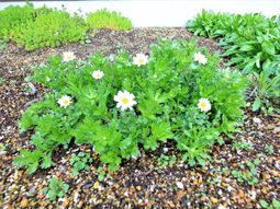 緑豊かな植物の中庭