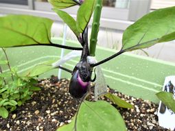 植物育成中の中庭