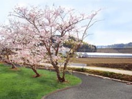 桜と遊歩道がある庭