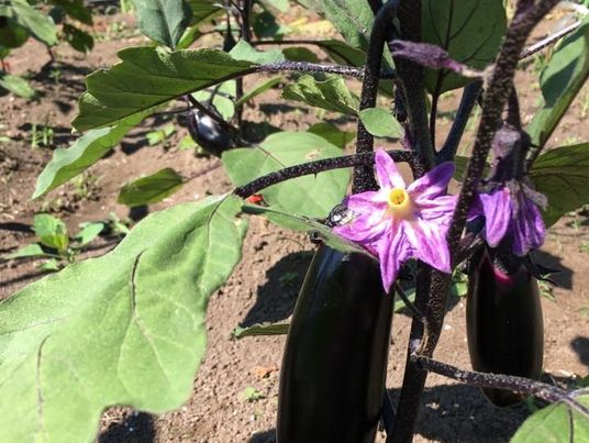 紫色のナスと花の植物