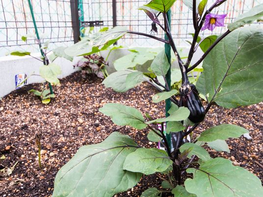 植物を育てる庭