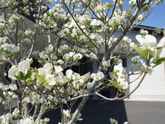 白い花の咲く外観  