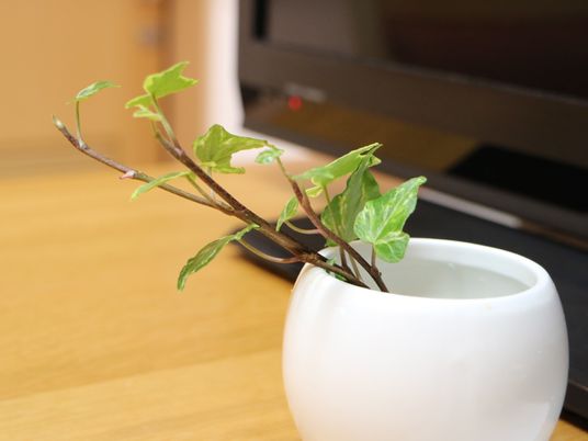白い花瓶と緑の葉