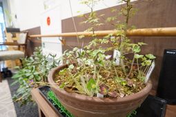 観葉植物のある空間