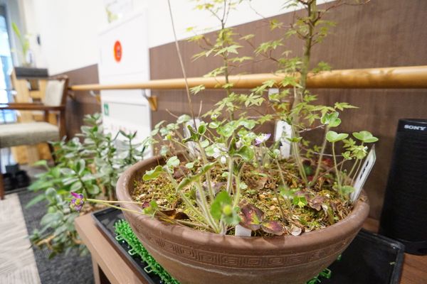 観葉植物のある空間