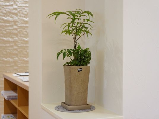 植物が置かれた白い壁の廊下