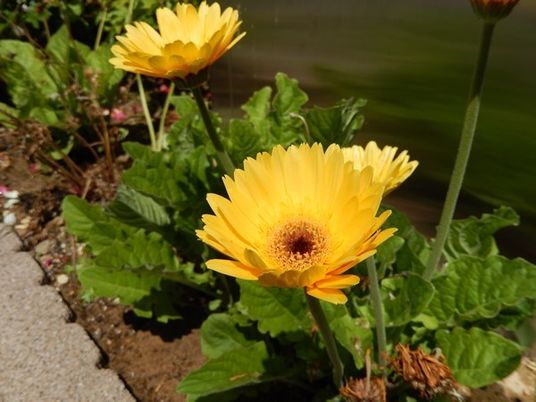 キレイな花が咲く庭