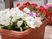 色とりどりの花が咲く鉢植え